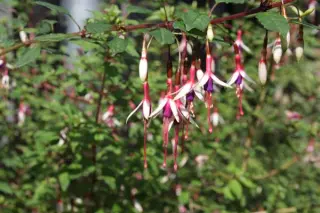 Fuchsia magellanica arauco