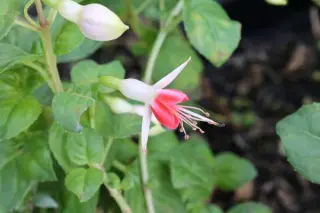 Fuchsia magellanica 'Galadriel'