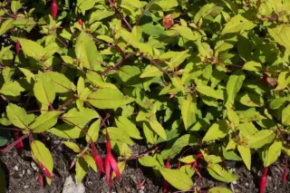 Fuchsia magellanica gracilis 'Aurea'