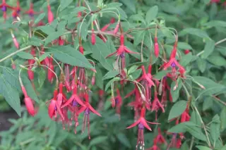 Fuchsia magellanica 'Lady Bacon'
