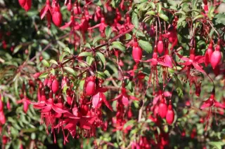 Fuchsia magellanica 'Riccartonii'