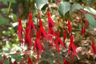 Fuchsia magellanica 'Thompsonii'