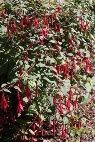 Fuchsia magellanica 'Thompsonii'