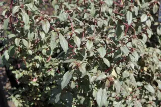 Fuchsia 'Marlies De Keijzer'