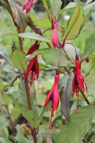 Fuchsia regia ssp. reitzii