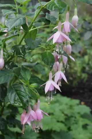 Fuchsia 'Tendrement'