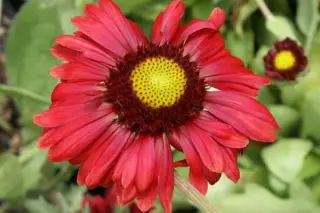 Gaillardia 'Burgundy'