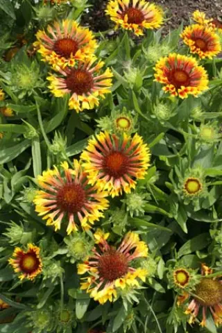 Gaillardia 'Fanfare'