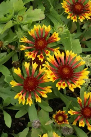 Gaillardia 'Fanfare'