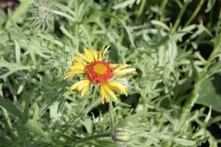 Gaillardia pinnatifida