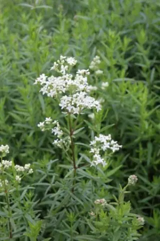 Galium boreale