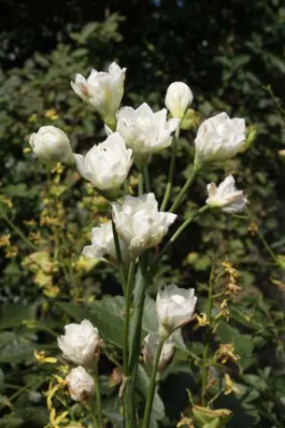 Galtonia candicans 'Moonbeam'