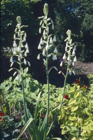 Galtonia candicans
