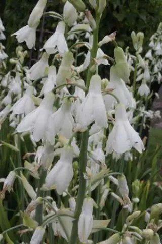 Galtonia candicans