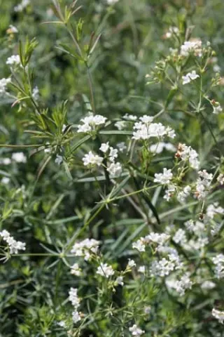 Galium glaucum