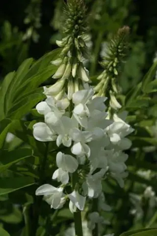 Galega hartlandii 'Alba'