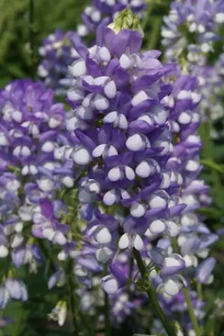 Galega hartlandii 'His Majesty'