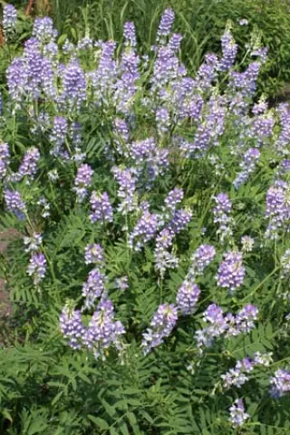 Galega hartlandii 'His Majesty'