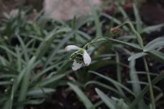 Galanthus plicatus 'Dionysos'