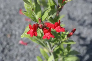 Galvezia speciosa