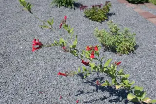Galvezia speciosa