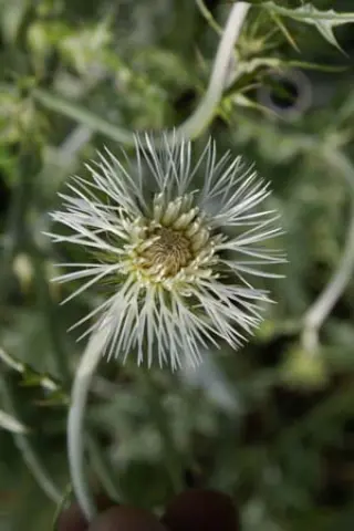 Galactites tomentosa 'Alba'