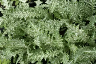 Galactites tomentosa 'Alba'