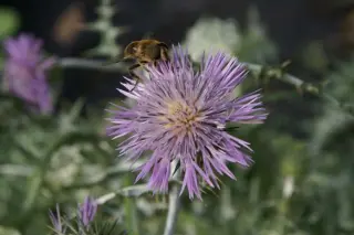 Galactites tomentosa
