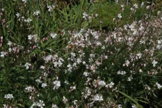Gaura lindheimeri 'Danika'