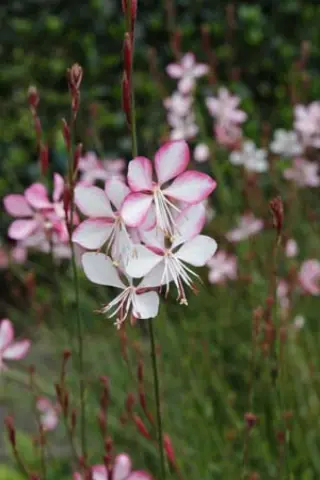 Gaura lindheimeri 'Summer Emotions'