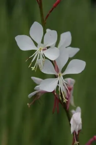 Gaura lindheimeri 'Whirling Butterflies'