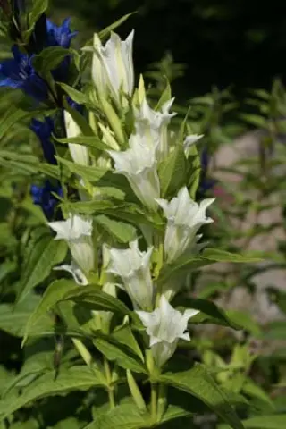 Gentiana asclepiadea 'Alba'