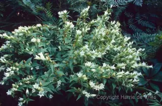 Gentiana asclepiadea 'Alba'