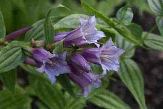 Gentiana asclepiadea 'Pink Cascade'