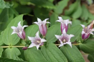 Gentiana asclepiadea 'Pink Swallow'