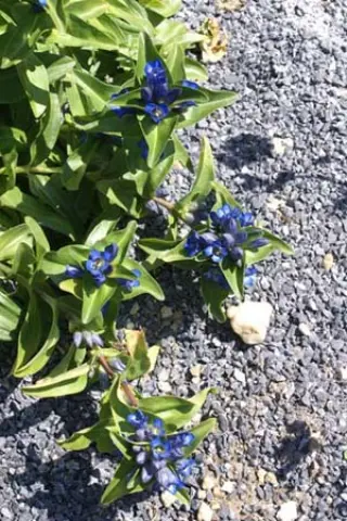 Gentiana cruciata phlog. 'Blue Cross'