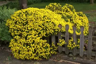 Genista hispanica