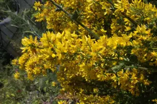 Genista hispanica
