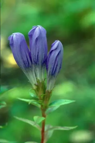 Gentiana makinoi 'Royal Blue'
