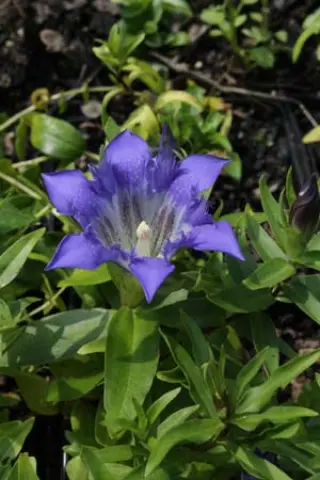 Gentiana paradoxa x septemfida