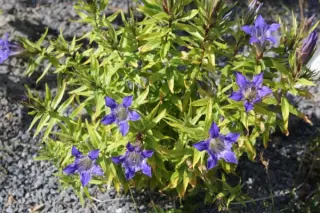Gentiana paradoxa x septemfida