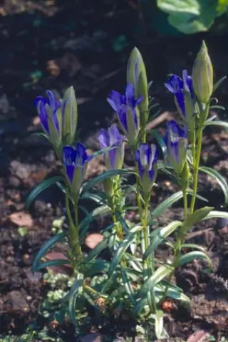 Gentiana pneumonanthe