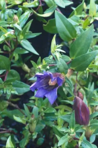 Gentiana scabra 'Blue Power'