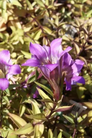 Gentiana scabra saxatiles 'Zuiko Rindo'