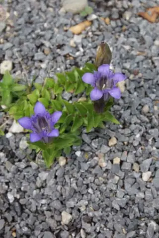 Gentiana septemfida subsp. kolakovskyi