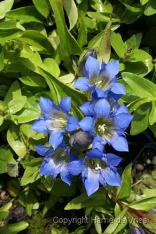 Gentiana septemfida ssp. lagodechiana 'Selekt'