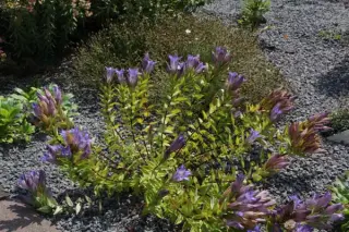 Gentiana septemfida ssp. lagodechiana 'Selekt'