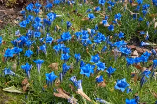 Gentiana sino-ornata 'Eugens Allerbester'