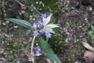 Gentiana wutaiensis