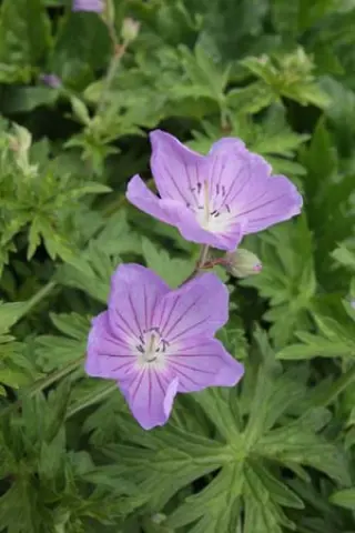 Geranium 'Alan's Blue'
